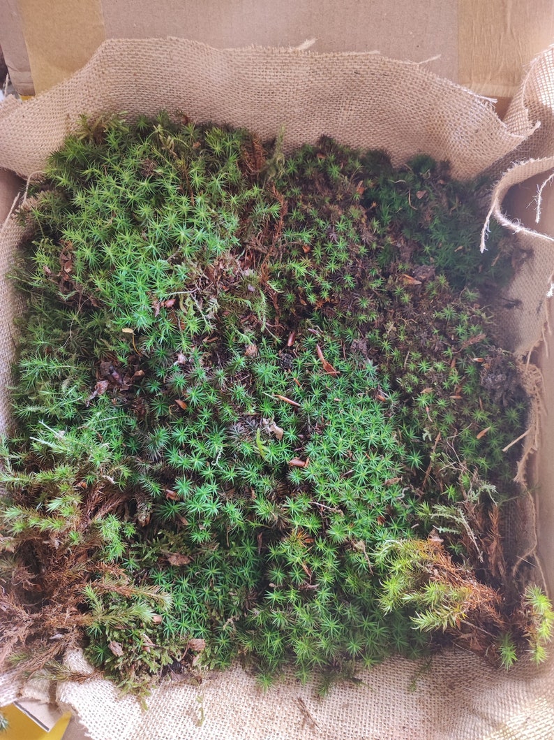 Terrarium moss 15cm tall Polytrichum juniperinum moss with Phytosanitary certification and Passport, grown by moss supplier image 1