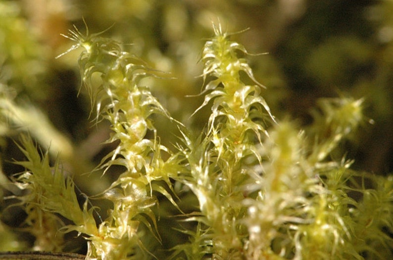 Terrarium carpeting moss Rhytidiadelphus squarrosus, with Phytosanitary certification and Passport, grown by moss supplier image 5