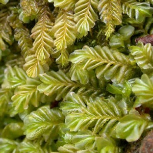 Terrarium liverwort Plagiochila porelloides liverwort carpets with Phytosanitary certification and Passport, grown by moss supplier 10x10cm