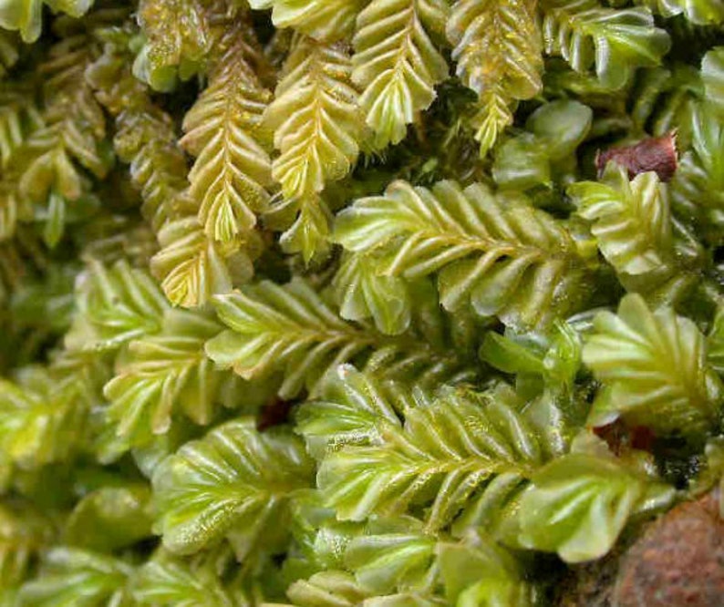 Terrarium liverwort Plagiochila porelloides liverwort carpets with Phytosanitary certification and Passport, grown by moss supplier 10x10cm