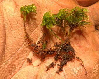 Tiny Tree terrarium moss - Isothecium myosuroides, with Phytosanitary certification and Passport, grown by moss supplier