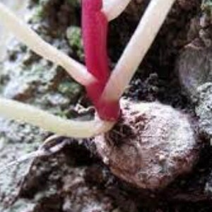 3 Umbilicus rupestris tuberous roots, the navelwort, penny-pies or wall pennywort, Perfect for terrariums vivariums and rock wall gardens image 8