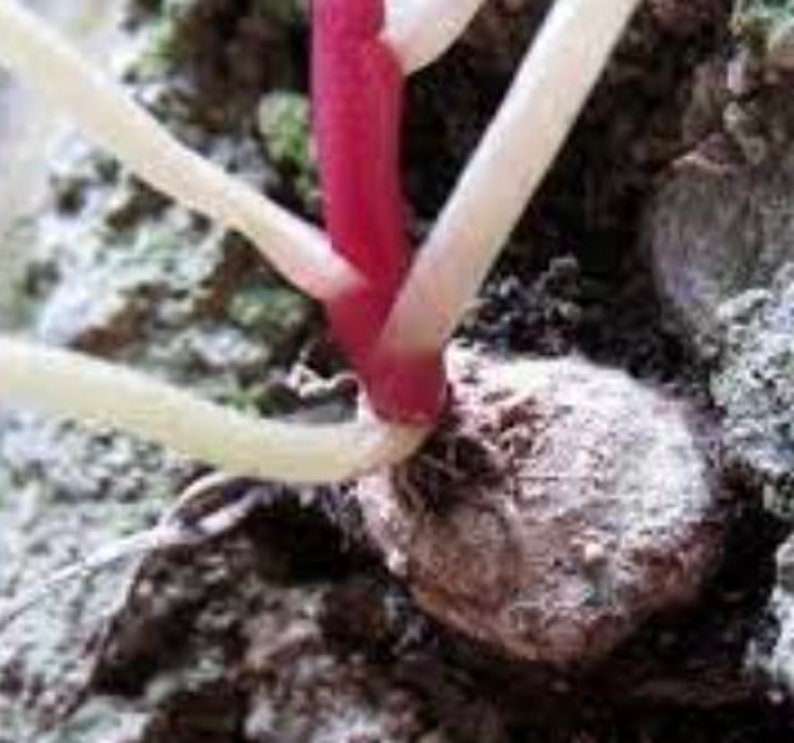 3 Umbilicus rupestris tuberous roots, the navelwort, penny-pies or wall pennywort, Perfect for terrariums vivariums and rock wall gardens image 8