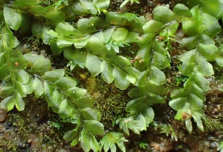 https://www.thebryophytanursery.com/listing/1180554541/rare-liverwort-chiloscyphus-polyanthos