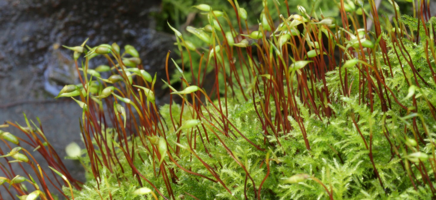 Terrarium moss kindbergia praelonga, with Phytosanitary certification ...