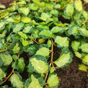 3 species of Ficus pumila &#39;common&#39;,&#39;white sunny&#39;, &#39;tricolour&#39;. A stunning terrarium plant climbing vine, hanging plant.
