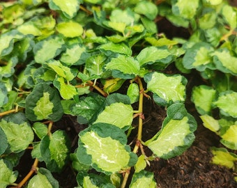 3 Arten von Ficus pumila &#39;gemein&#39;, &#39;weiß sonnig&#39;, &#39;tricolour&#39;. Eine wunderschöne Terrarienpflanze Kletterpflanze, Hängepflanze.