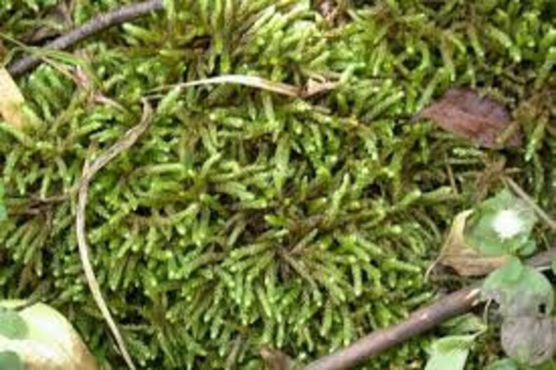 50g Spoonleaved Moss Bryoandersonia illecebra just add water Etsy