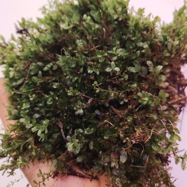 Terrarium moss Rhizomnium punctatum with Phytosanitary certification and Passport, grown by moss supplier
