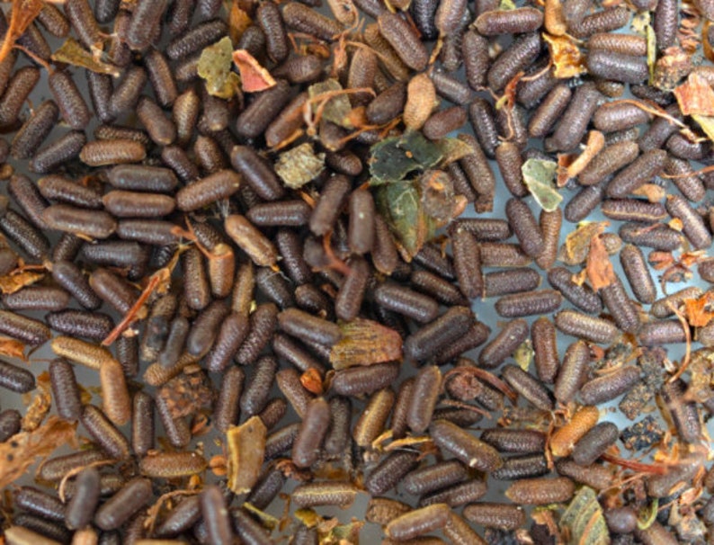 Buy 1000 St. John's Wort Seeds Hypericum Perforatum Online in India Etsy