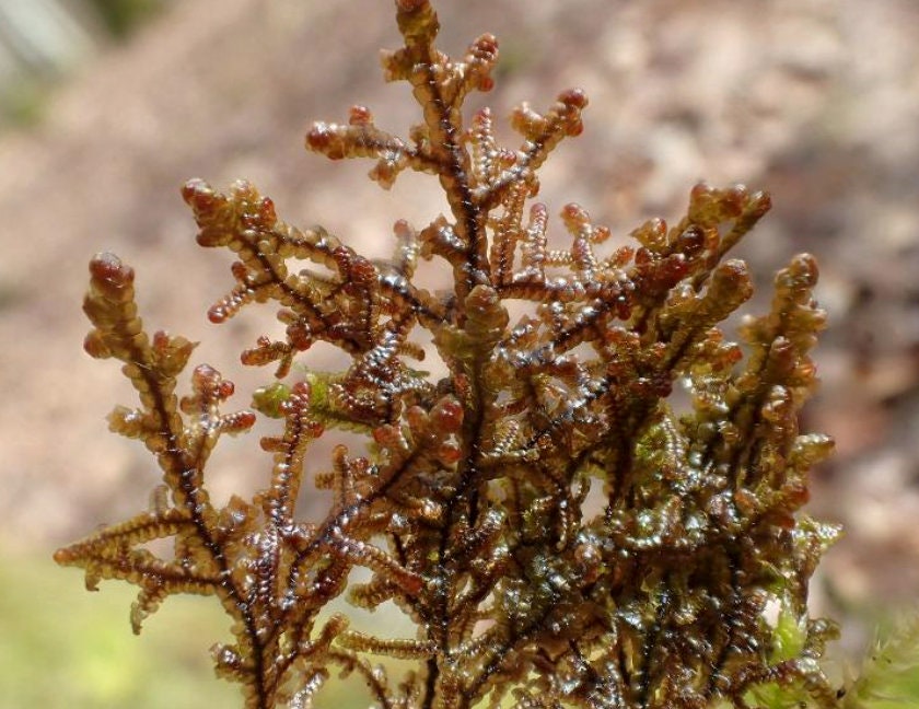 https://www.thebryophytanursery.com/listing/1031045769/terrarium-red-liverwort-frullania