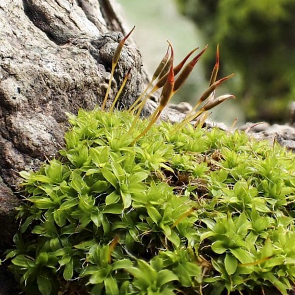 Mousse de terrarium gravée sur bois, Syntrichia virescens, avec certification phytosanitaire et passeport, cultivée par le fournisseur de mousse