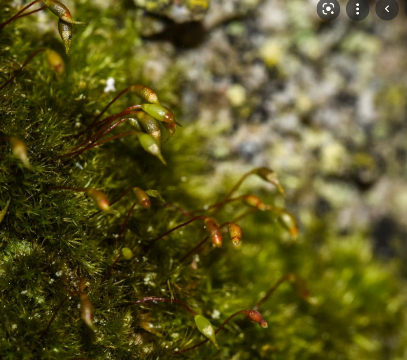 Terrarium moss Rhynchostegiella tenella, with Phytosanitary certification and Passport, grown by moss supplier image 3