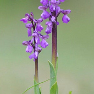Anacamptis morio bulb or seed pod and substrate. the green-winged orchid or green-veined orchid, Orchis morio, purple flower orchid bulbs image 1