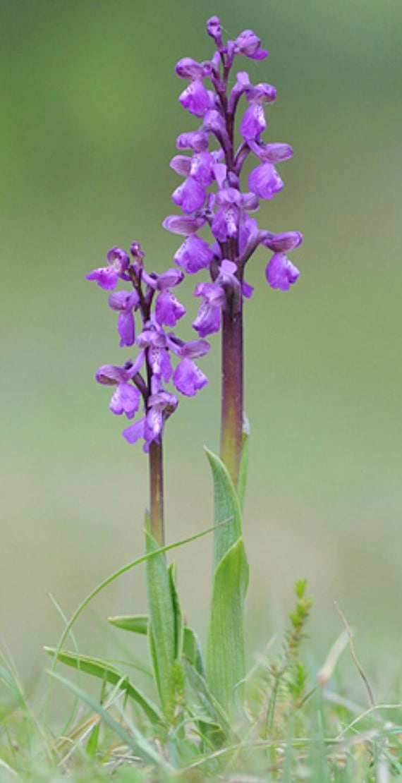 Terreau Orchidées Bio - La Bonne Graine