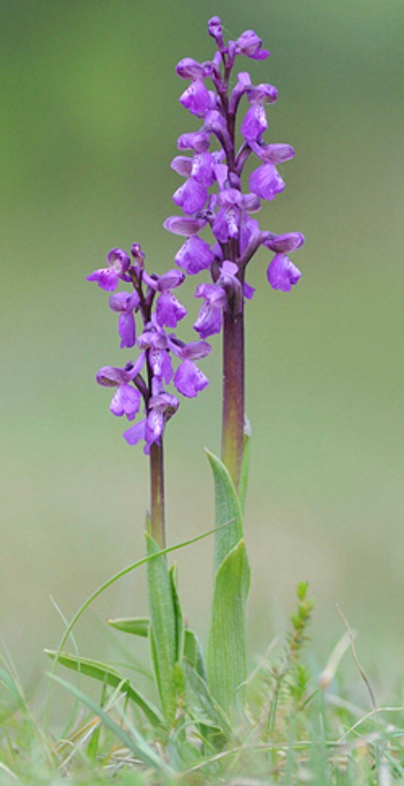 Anacamptis morio bulb or seed pod and substrate. the green-winged orchid or green-veined orchid, Orchis morio, purple flower orchid bulbs image 1