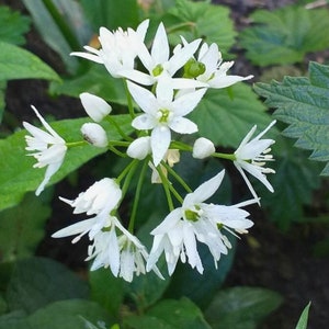 bulbes/graines d'allium ursinum, ail des ours avec certification phytosanitaire et passeport, cultivés par le fournisseur image 4