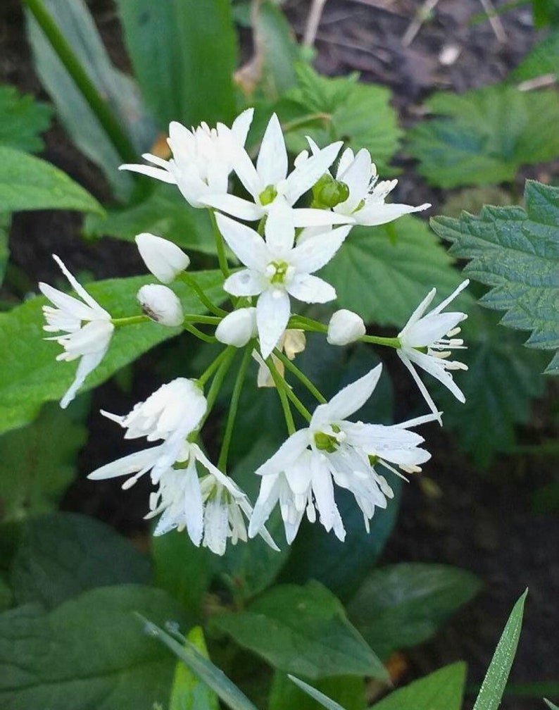 bulbes/graines d'allium ursinum, ail des ours avec certification phytosanitaire et passeport, cultivés par le fournisseur image 4