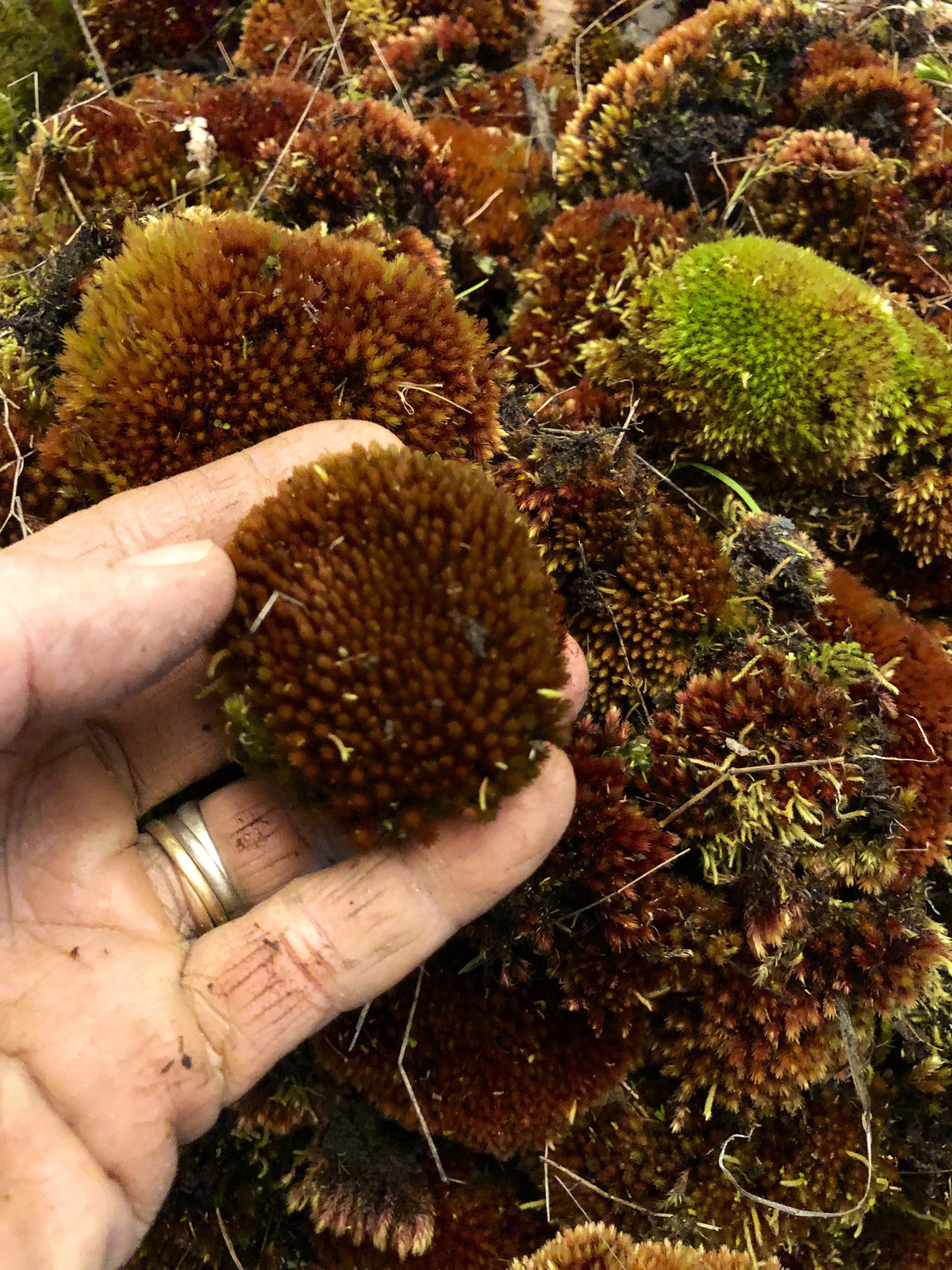 Terrarium moss Barbula unguiculata, with Phytosanitary certification and  Passport, grown by moss supplier