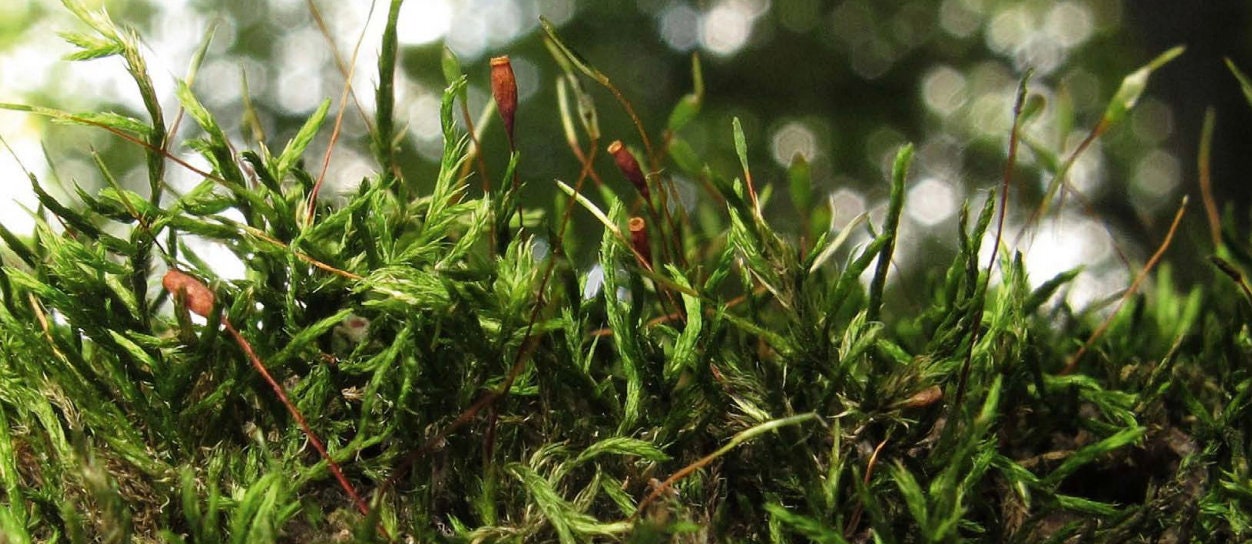 Moss collection Select 15 to 45 species of moss with Phytosanitary
