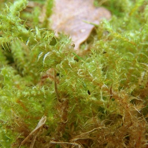 Terrarium carpeting moss Rhytidiadelphus squarrosus, with Phytosanitary certification and Passport, grown by moss supplier 10x20cm moss