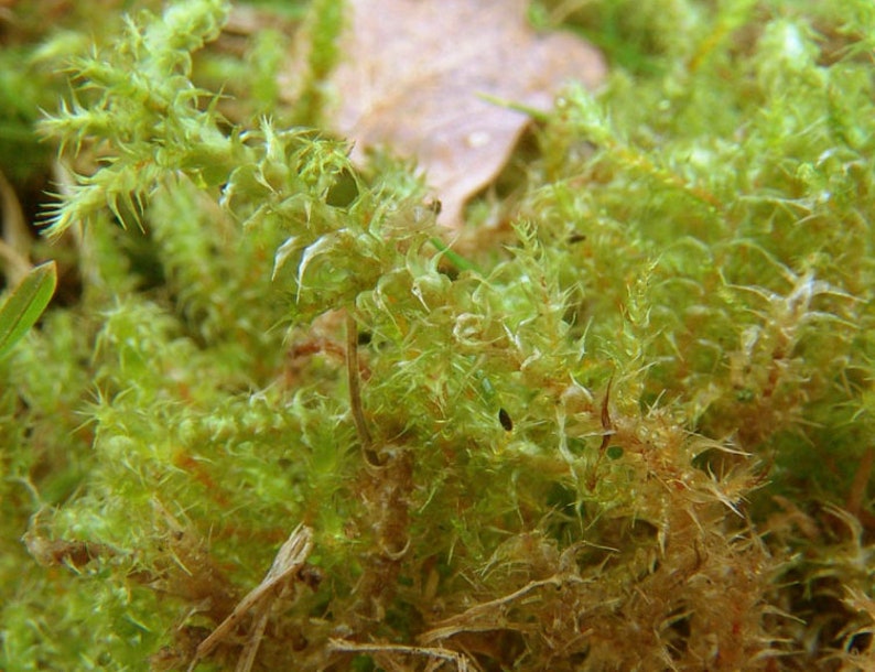 Terrarium carpeting moss Rhytidiadelphus squarrosus, with Phytosanitary certification and Passport, grown by moss supplier 10x20cm moss