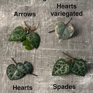 May include: Image showing four String of Hearts plant cuttings. The cuttings are labelled "Arrows", "Hearts variegated", "Hearts", and "Spades". The leaves are green with white variegation and heart-shaped.
