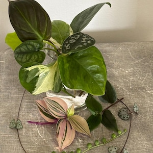 Plant cutting mix bundle