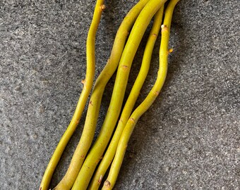 Curly “Sunny Twist” Willow Cuttings to Grow, Bunch of 5