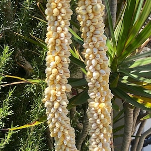 Hawaiian Design Wedding / Graduation 28&quot; Cream Pink Monita Sigay Shell Lei Hula Jewelry Necklace
