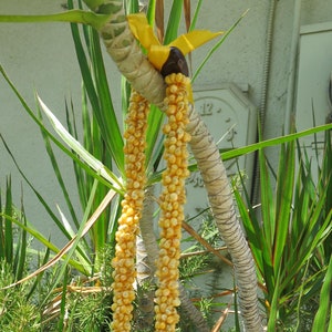 Hawaiian Design Wedding / Graduation Mini Shell Lei Hula Jewelry Necklace