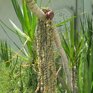 Hawaiian Design Wedding / Graduation Multi-Strand Mini Shell Lei Hula Jewelry Necklace
