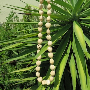 Beige Kukui Nut Lei Hawaiian Necklace Luau Wedding Graduation Gift