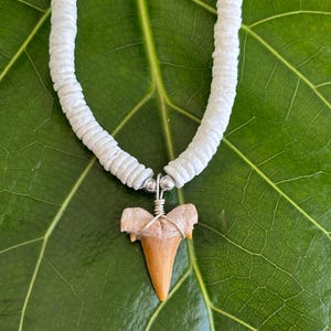 Puede incluir: Un collar de cuentas blancas con un colgante de diente de tiburón. El diente de tiburón es de color marrón claro y está envuelto en alambre de plata. El collar se muestra sobre una gran hoja verde.