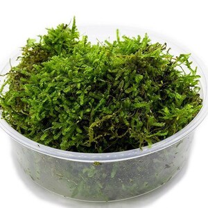 BUY 2 GET 1 FREE Live Java Moss Freshwater Aquatic Plant  for Shrimp Tanks or Aquascaping.