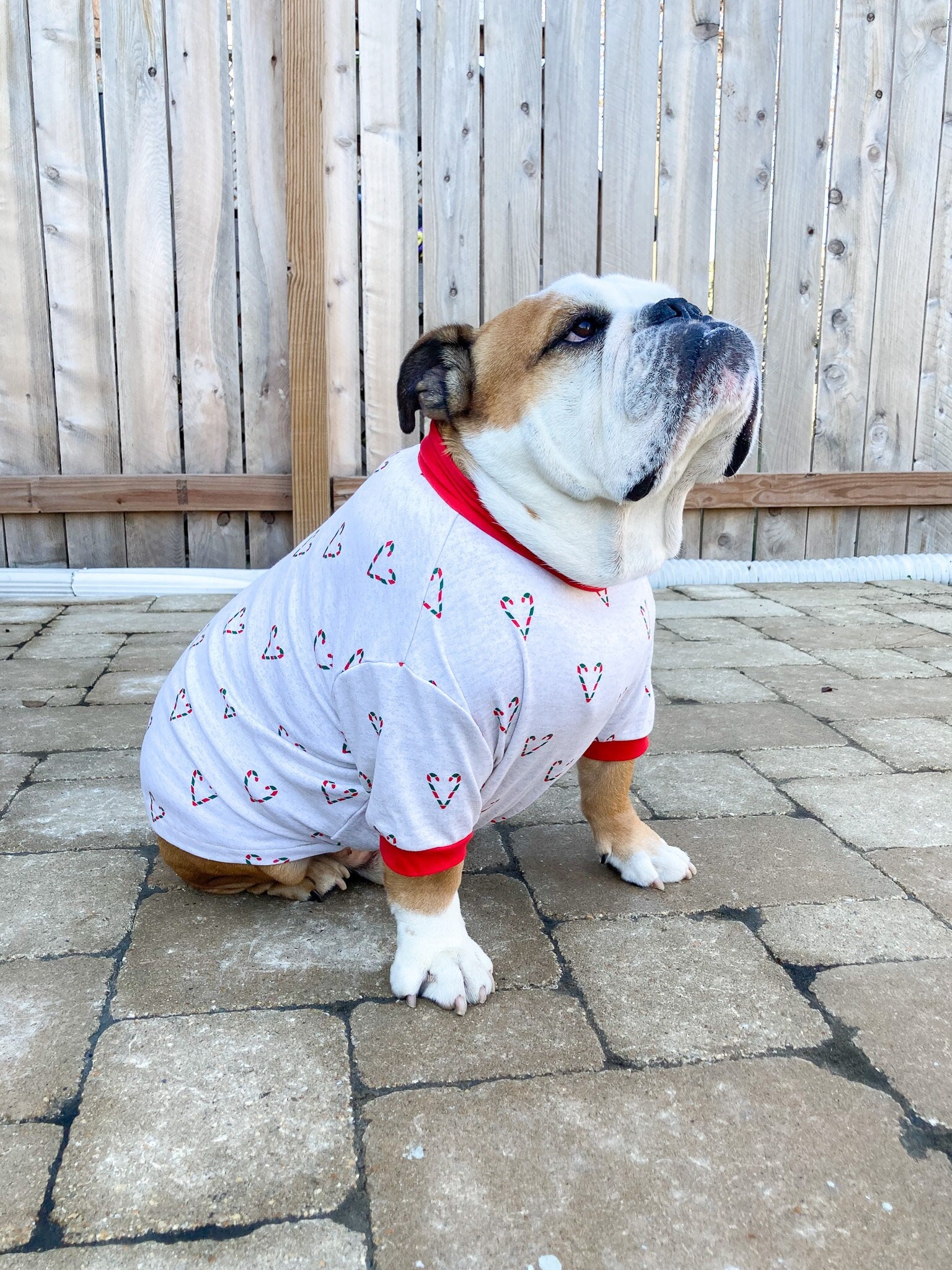 Old english bulldog clothes hotsell