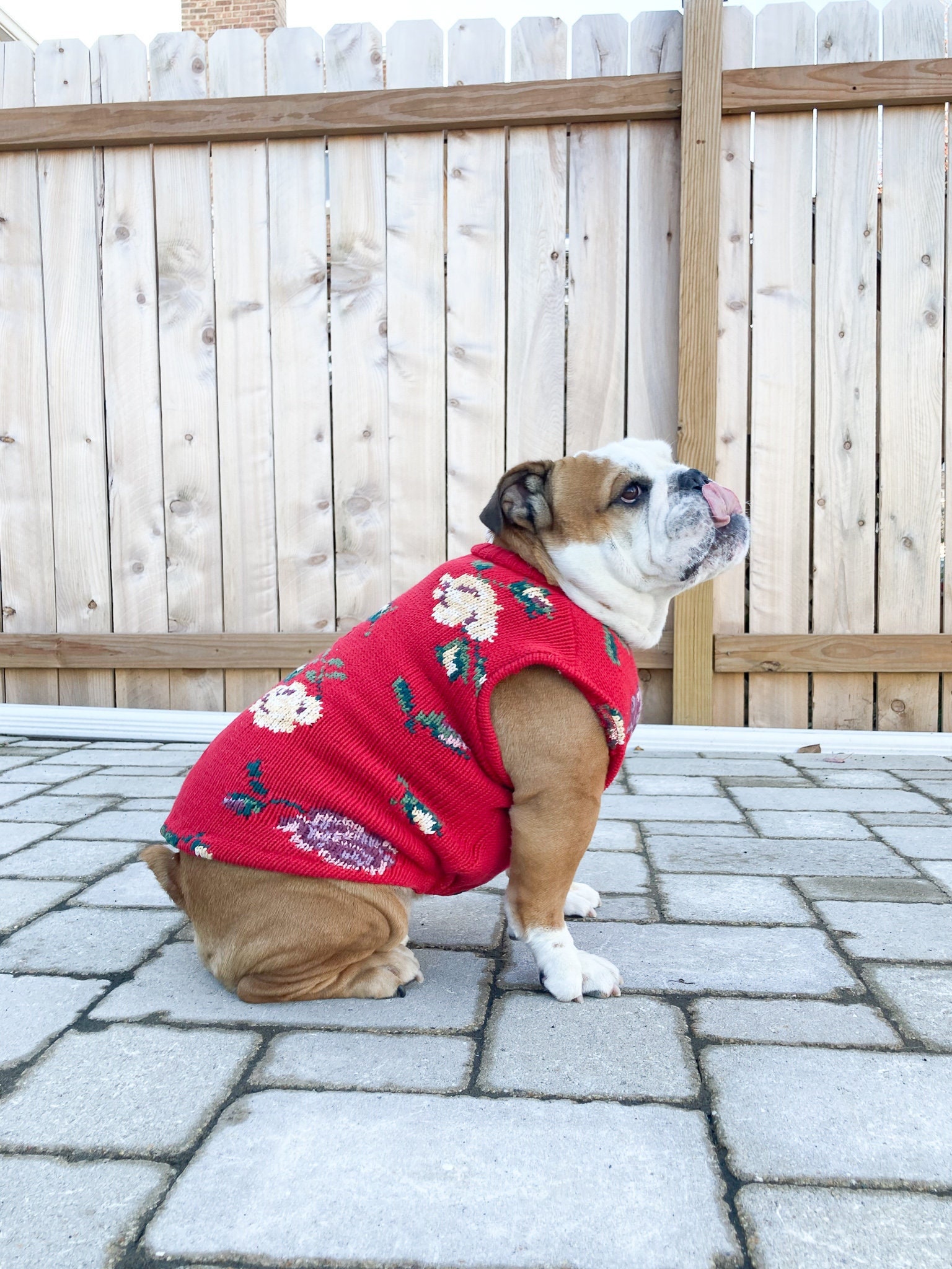 manteau chien bulldog anglais