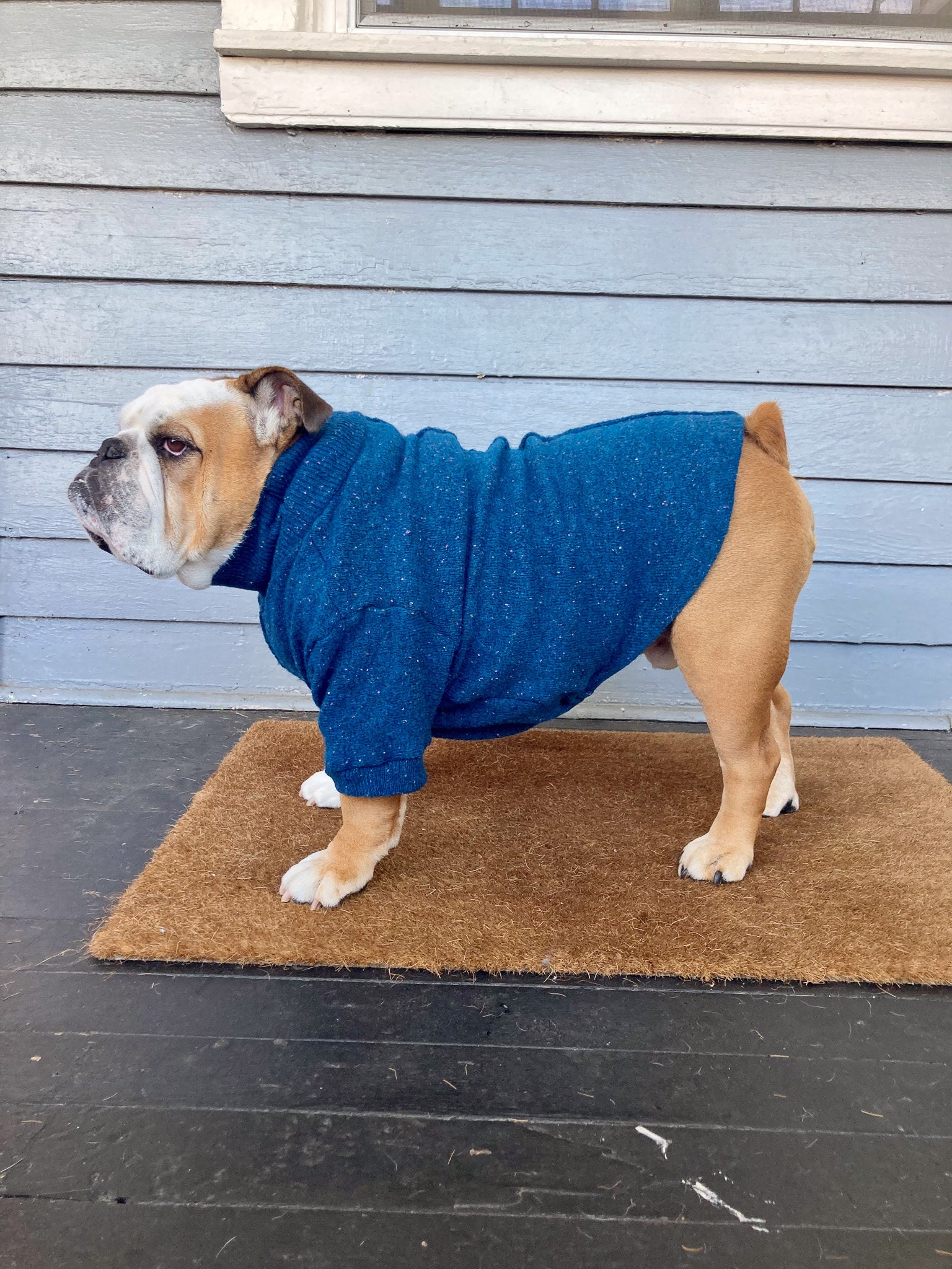 3XL English Bulldog Sweater Apparel Long Sleeved Harness Opening Etsy