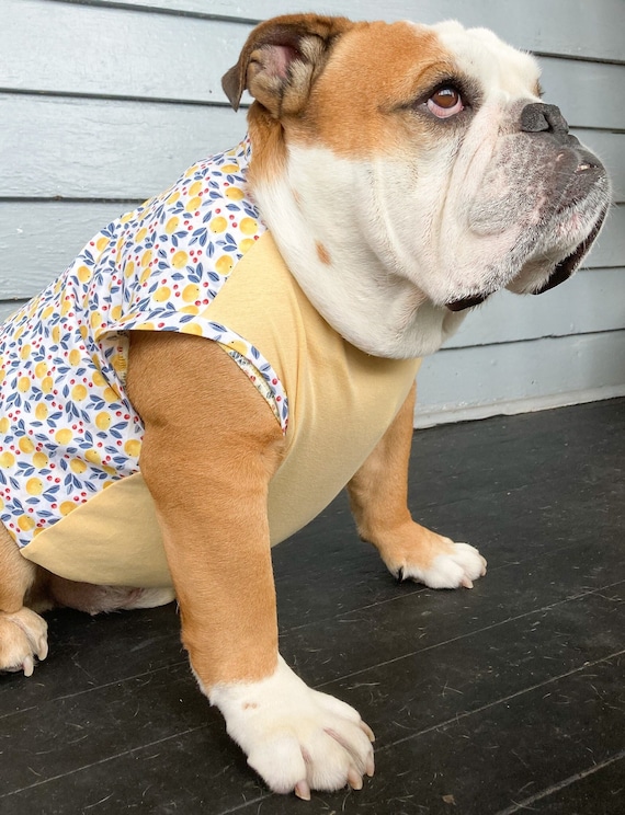 Xl hotsell english bulldog