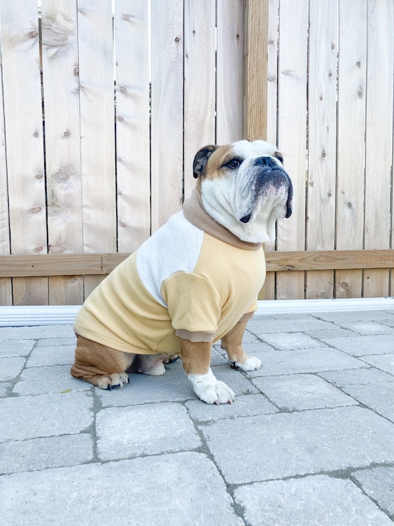 L English Bulldog Sweater Apparel Long Sleeved With Harness Etsy