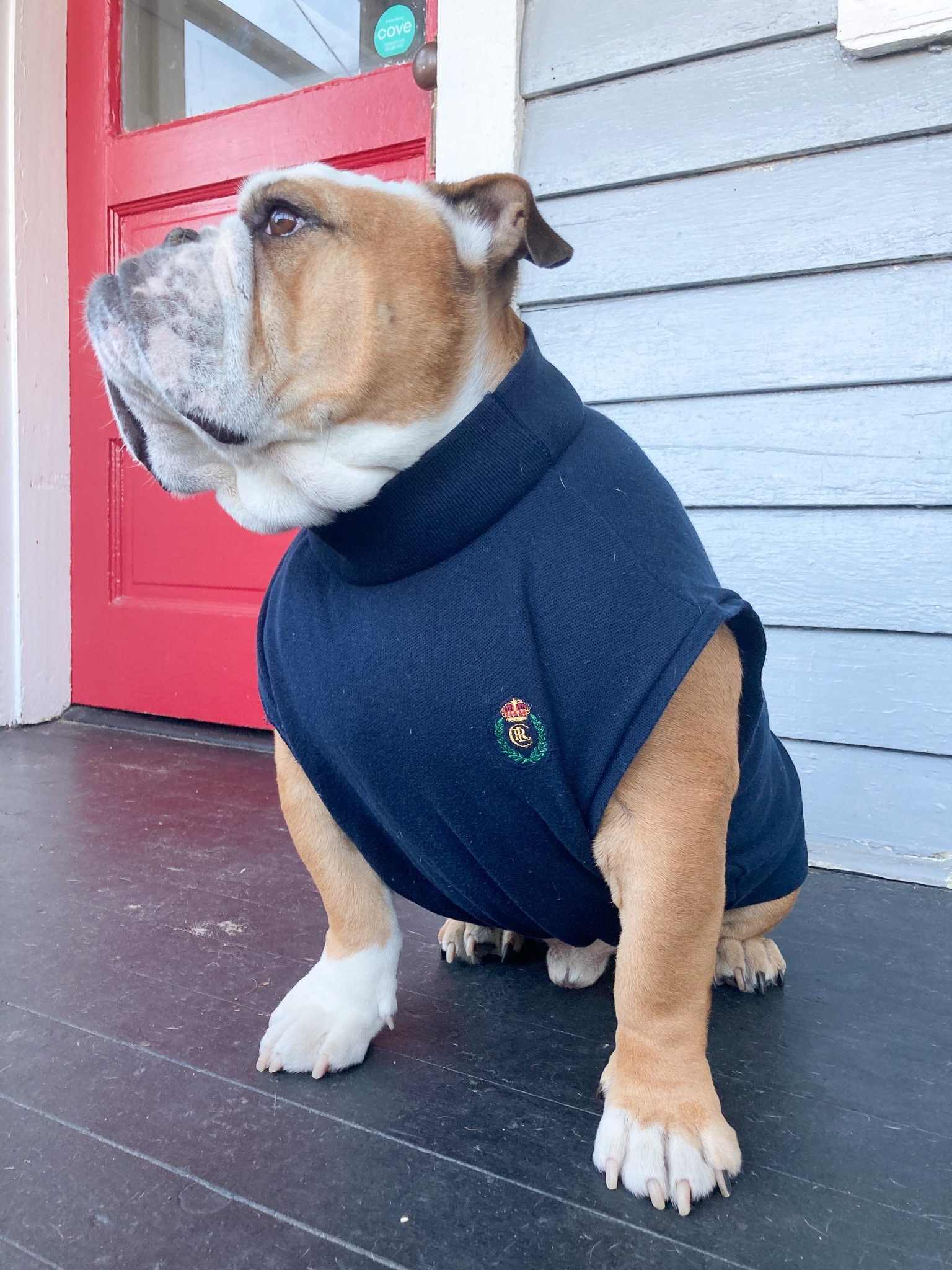 L English Bulldog Polo T shirt Apparel Garment With Harness