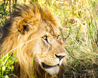 A lion in Kenya