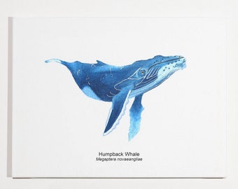 Humpback Whale Art