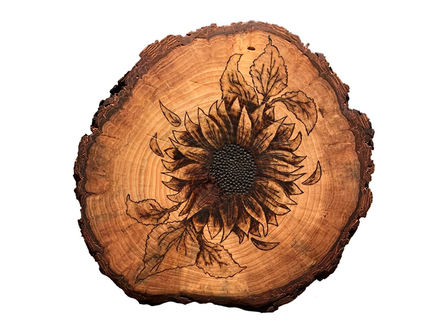 Wood Burned Sunflower On Oak Wood Etsy