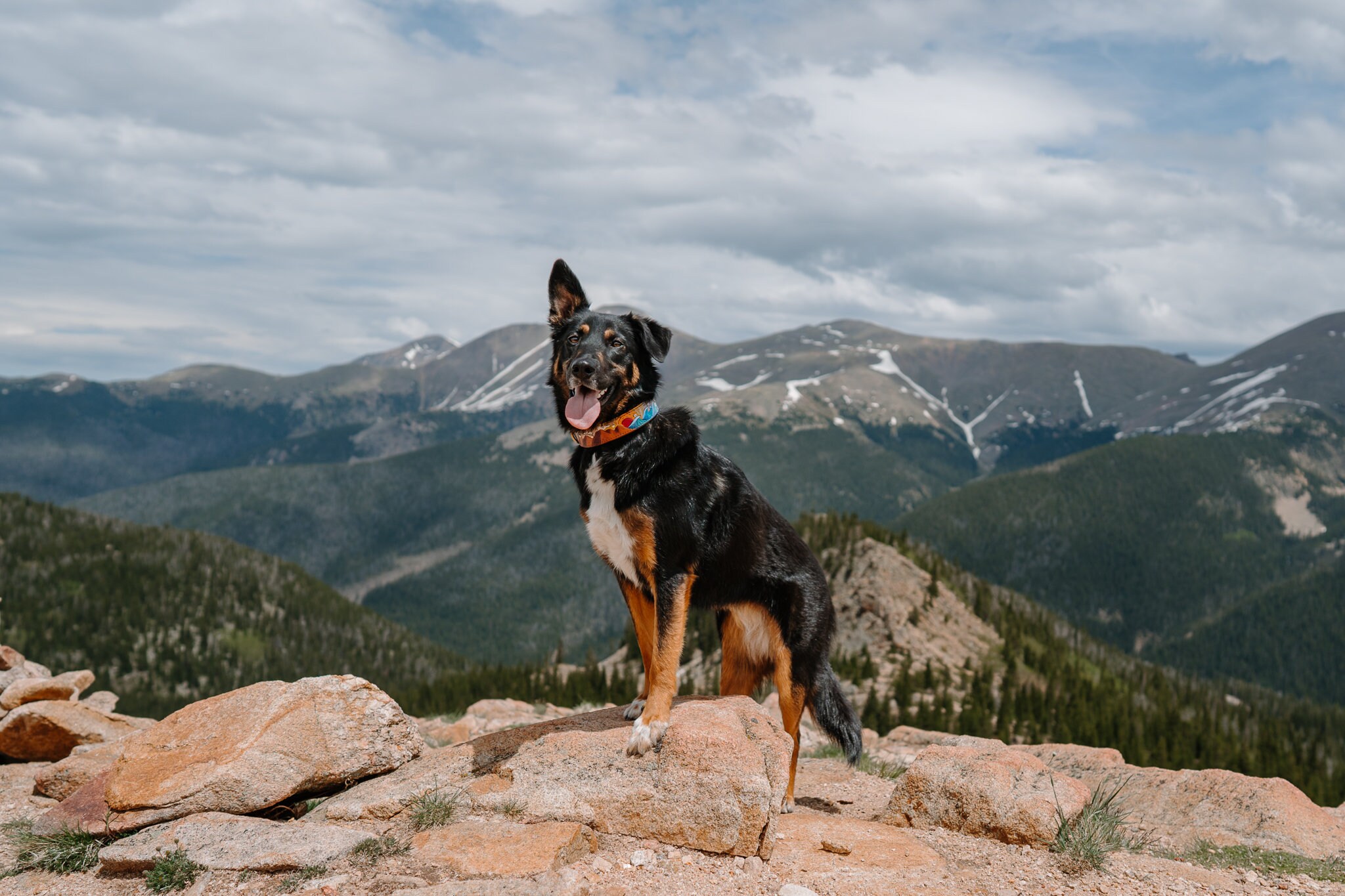 Mountains and Waves Dog Collar Etsy Canada