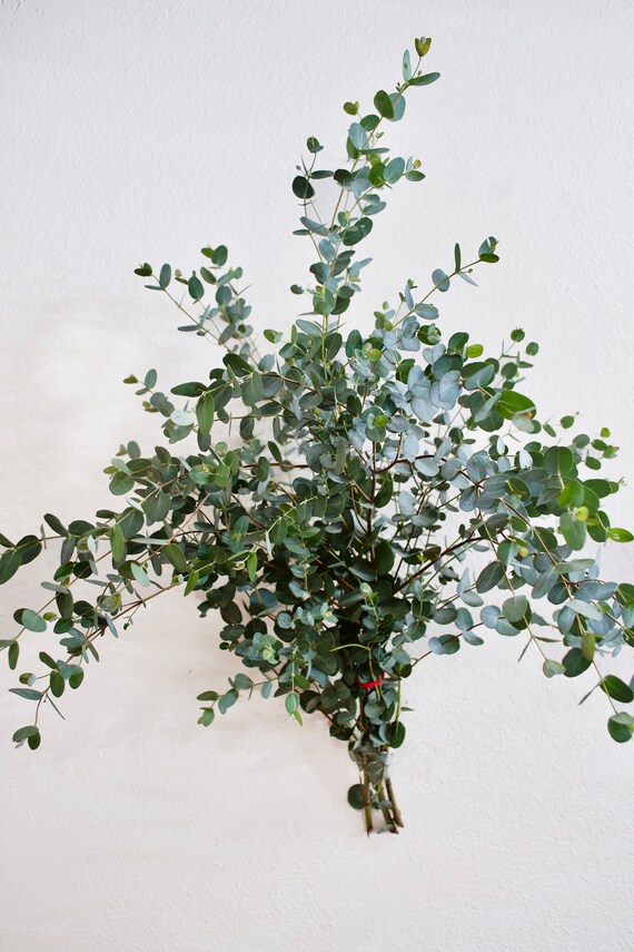 Fresh Gunni Eucalyptus Bunch Eucalyptus Bunch Fresh Etsy