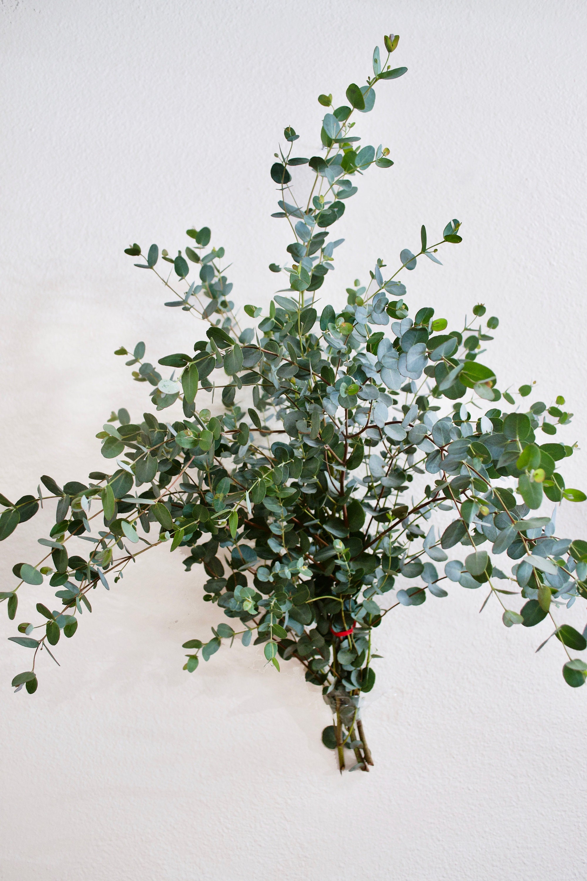 Fresh Gunni Eucalyptus Bunch Eucalyptus Bunch Fresh Etsy
