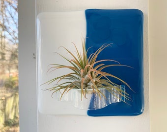 Blue, White Glass Wall Air Plant Holder, Air Plant Included