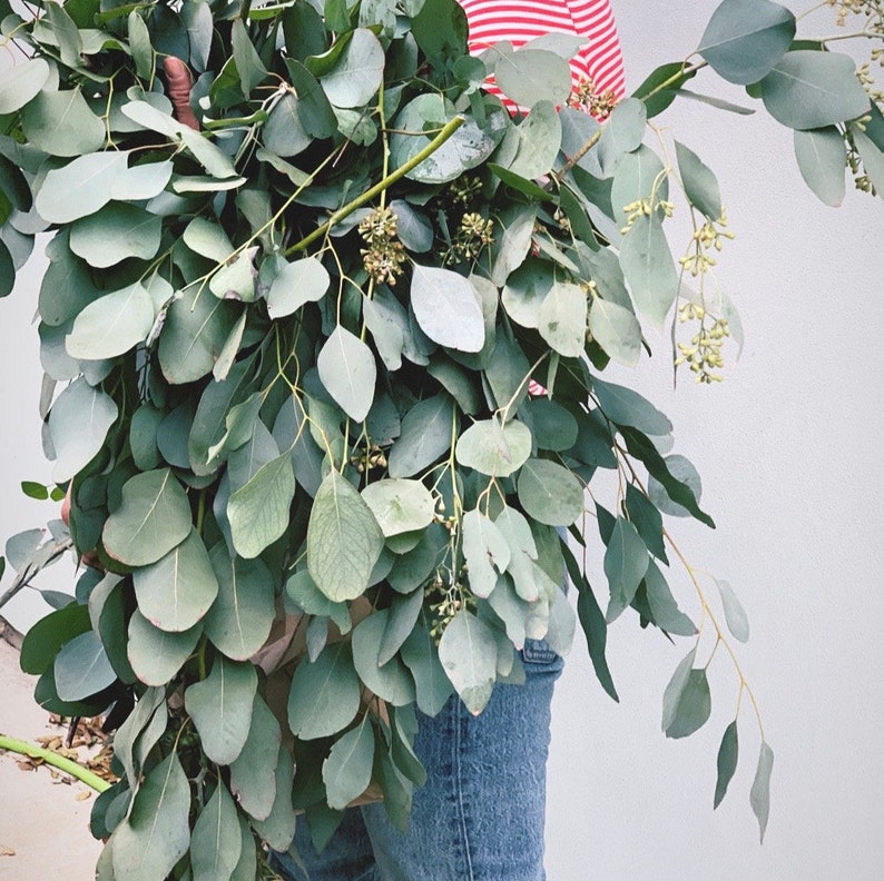 Fresh Eucalyptus Etsy