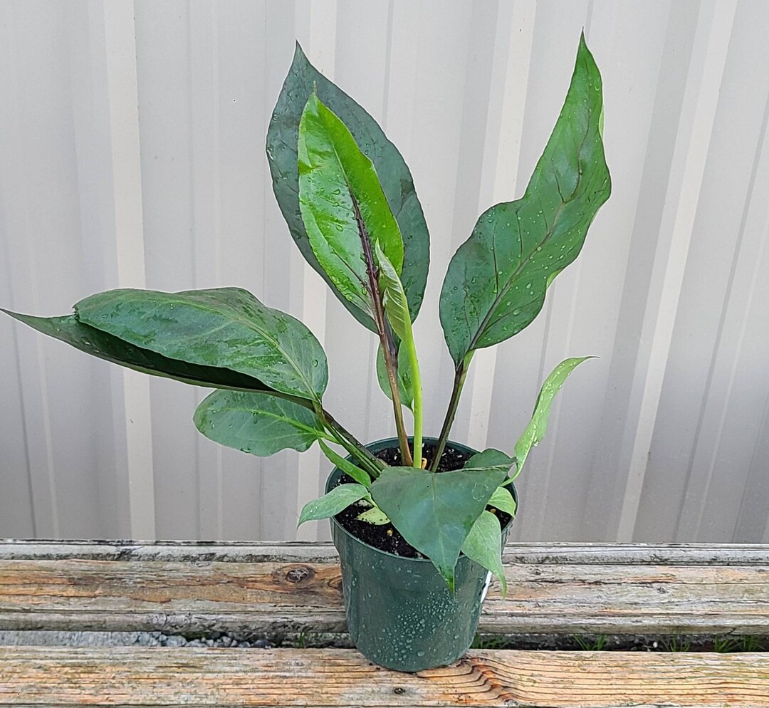 6 Anthurium Water Dragon Pachyneurium 'big Red Etsy